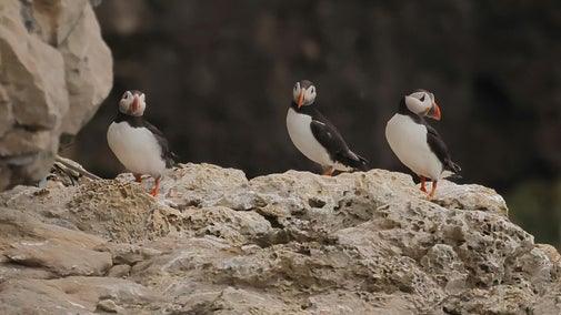 Three puffins on a ledge, sheer cliffs and the sea below.